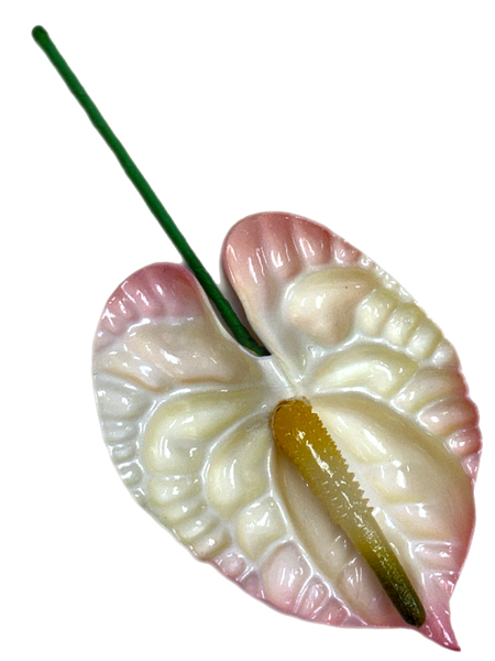Pink Anthurium 3.5 inch