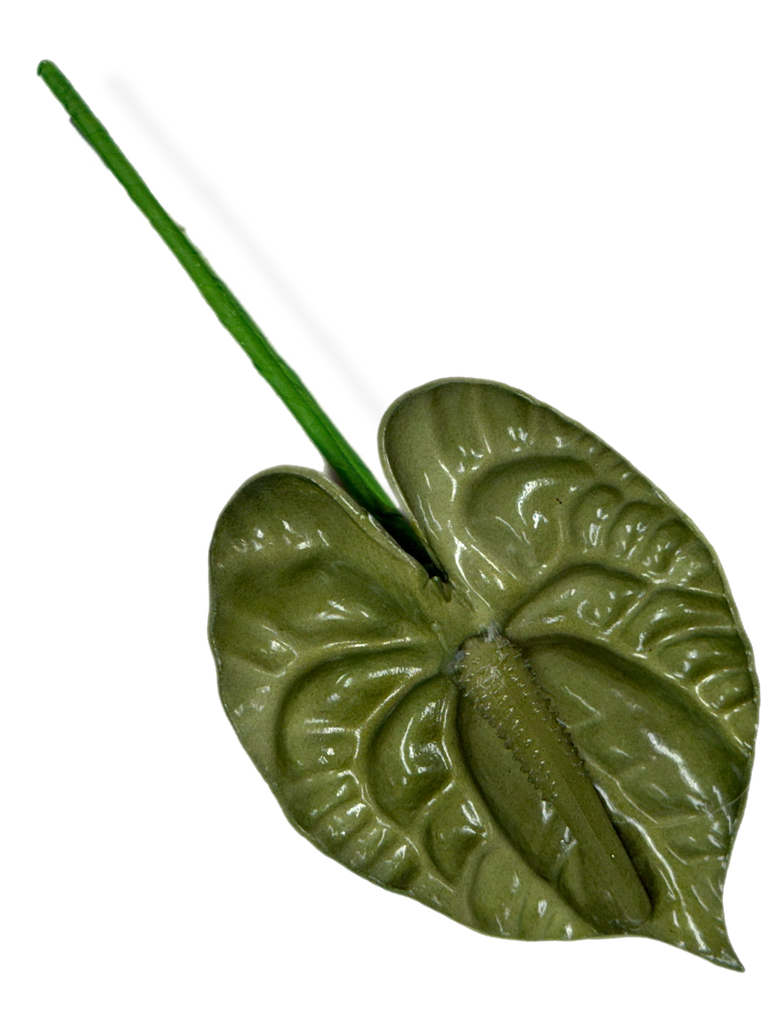 Green Anthurium 3.5 inch
