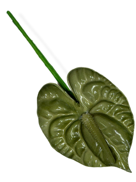 Green Anthurium 3.5 inch