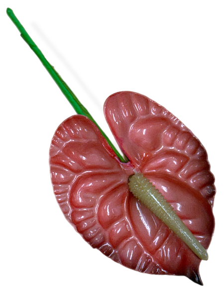 Pink Anthurium 3.5 inch