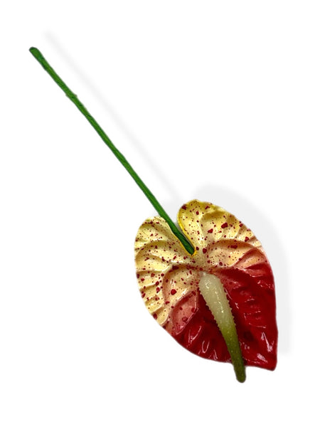 Mini Red/White Anthurium 2.5 inch