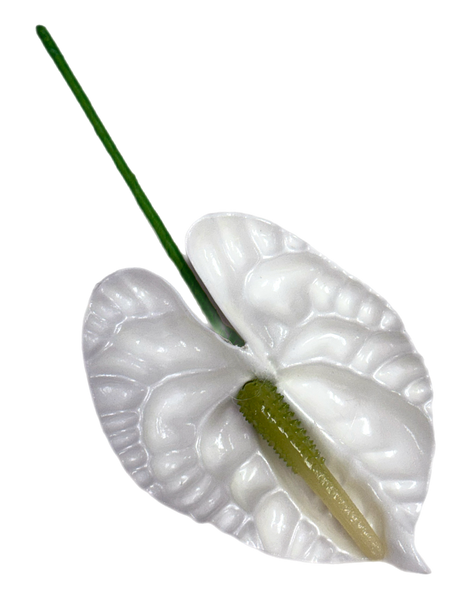 Green Anthurium 3.5 inch