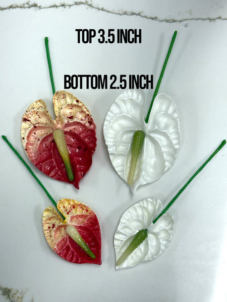 Mini Red/White Anthurium 2.5 inch